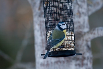 Image showing Blue tit