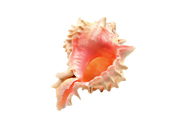 Image showing Delicate Sea Shell