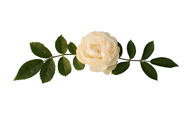 Image showing Sprig of tea-rose