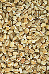 Image showing Pearl barley