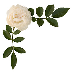 Image showing Sprig of tea-rose