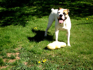 Image showing Happy Bulldog with toy