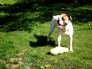 Image showing Happy Bulldog with toy 2