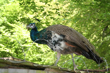 Image showing Peacock