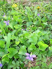 Image showing flowers