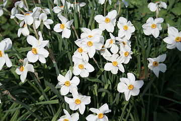 Image showing Narcissus