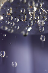 Image showing Dripping shower head