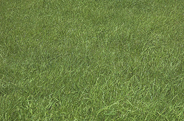Image showing Background grass