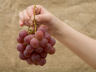 Image showing Gapes in female hand on canvas background