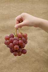 Image showing Grapes in hand