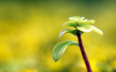 Image showing yellow sedum