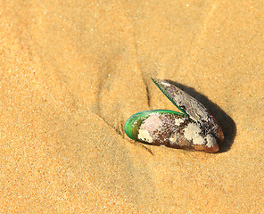 Image showing Beach shell