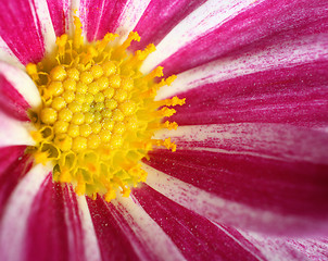 Image showing Flower macro