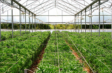 Image showing New plants in greenhouse