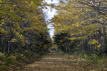 Image showing Walking Path