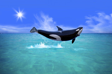 Image showing Killer Whale