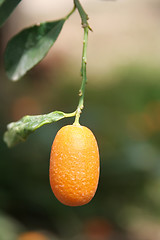 Image showing Kumquat tree