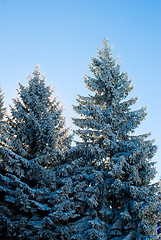 Image showing winter detail