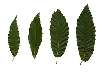 Image showing Four green leafves of chestnut