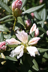 Image showing Rhododendron