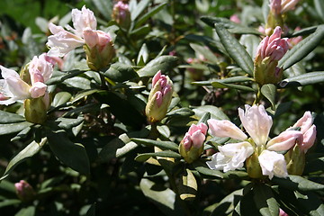 Image showing White and pink rhododendron