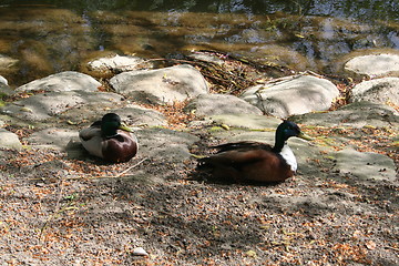 Image showing Wild ducks