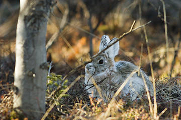 Image showing Snowshoe hare in its lay