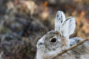 Image showing portrait of a bunny