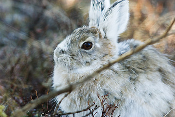 Image showing Calm bunny