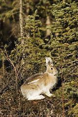 Image showing Wild relative of the bunny - showshoe hare