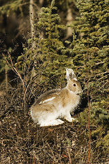 Image showing Snowshoe hare, rabbit, bunny