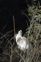 Image showing Snowshoe hare, wild, sunbathing