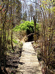 Image showing NJ Forest