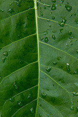 Image showing Big green plant leaf macro