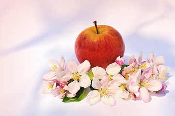 Image showing Apple and apple tree blossoms