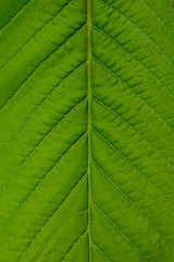 Image showing Big green plant leaf macro