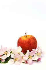 Image showing Apple and apple tree blossoms