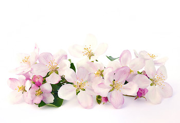 Image showing Apple blossoms - isolated