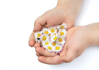 Image showing Hands of little girl  with Daisy