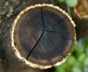 Image showing Tree trunk cut