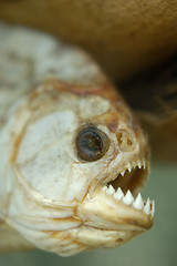 Image showing Dried dead piranha fish teeth