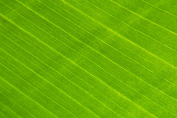 Image showing Big green plant leaf macro