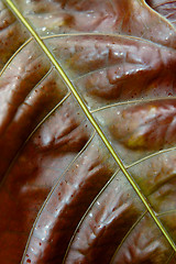 Image showing Big red plant leaf macro