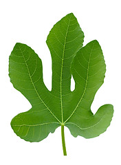 Image showing Big fig tree green plant leaf macro isolated