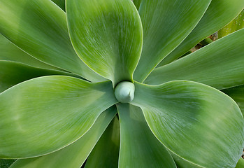 Image showing Big cactus leaves close-up