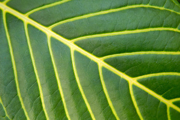 Image showing Big green plant leaf macro