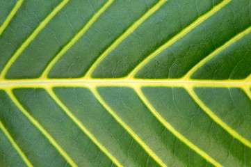 Image showing Big green plant leaf macro