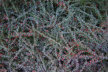 Image showing Cotoneaster background