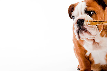 Image showing english Bulldog puppy