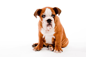 Image showing puppy